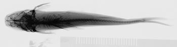 Media type: image;   Ichthyology 37283 Description: xray;  Aspect: dorsal